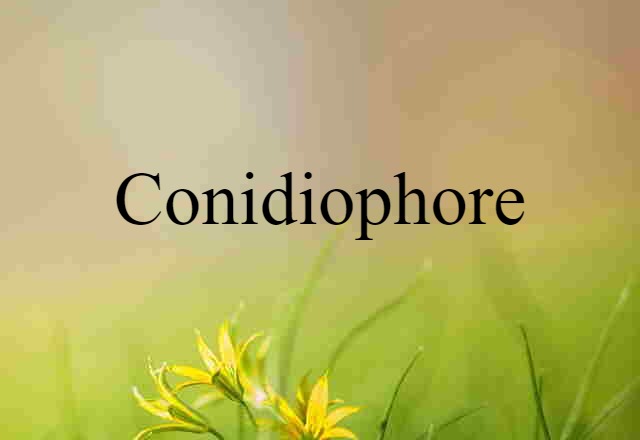 conidiophore