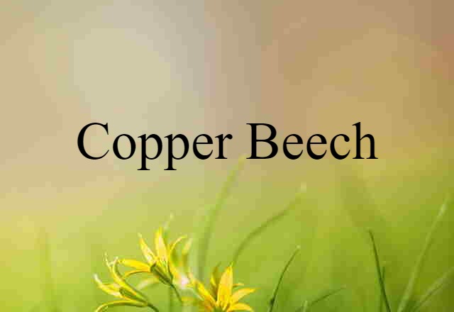 Copper Beech (noun) Definition, Meaning & Examples