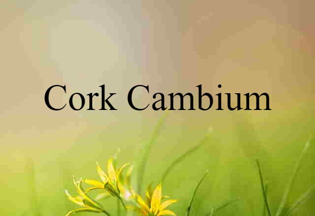 Cork Cambium (noun) Definition, Meaning & Examples