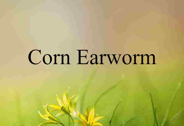 corn earworm