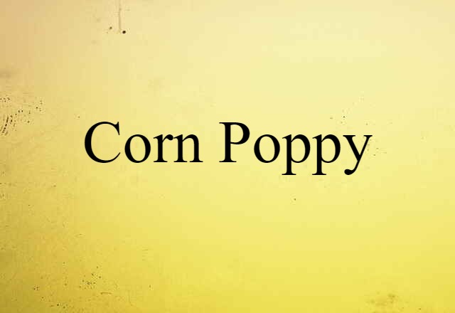 corn poppy