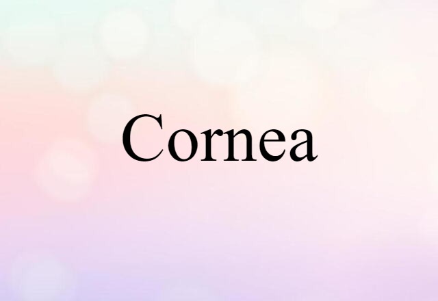 cornea