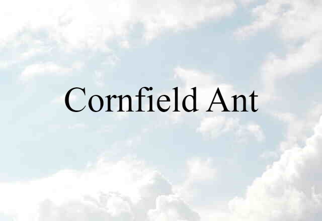 Cornfield Ant (noun) Definition, Meaning & Examples