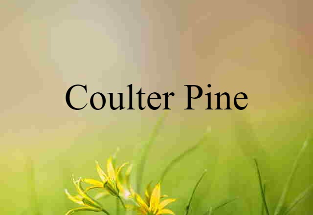 Coulter Pine (noun) Definition, Meaning & Examples