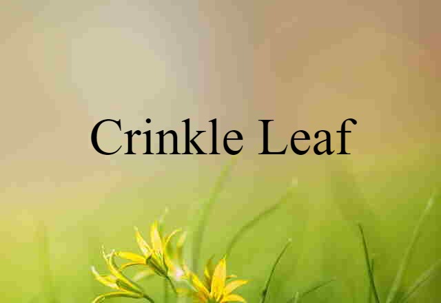 crinkle leaf