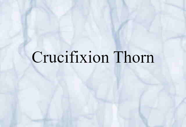 Crucifixion Thorn (noun) Definition, Meaning & Examples