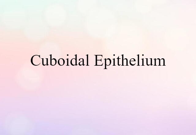 cuboidal epithelium