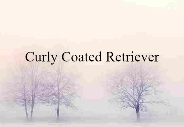 Curly-coated Retriever (noun) Definition, Meaning & Examples