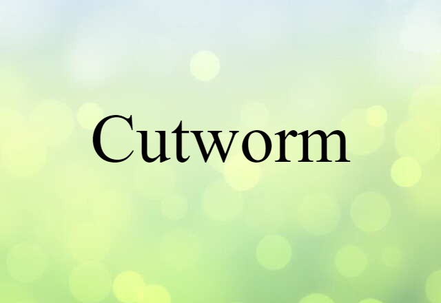 cutworm