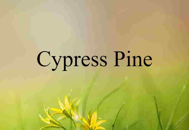 cypress pine