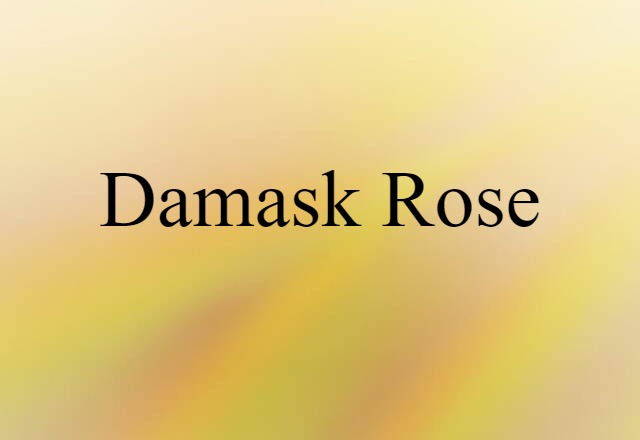 damask rose