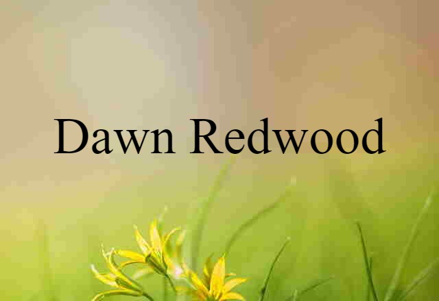 dawn redwood