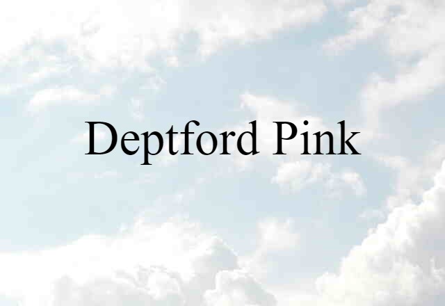 Deptford Pink (noun) Definition, Meaning & Examples