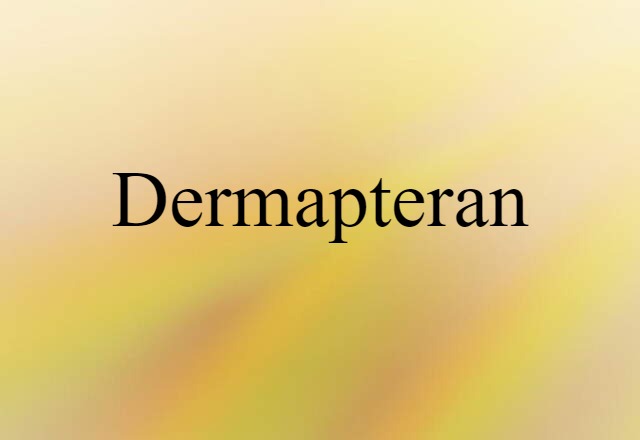 dermapteran