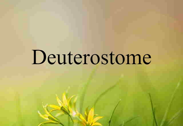 deuterostome