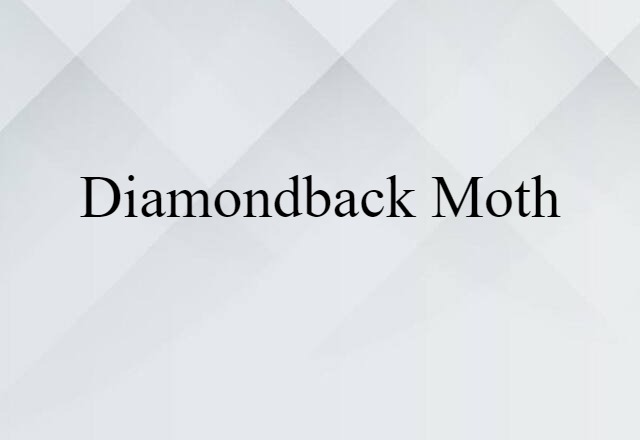 Diamondback Moth (noun) Definition, Meaning & Examples