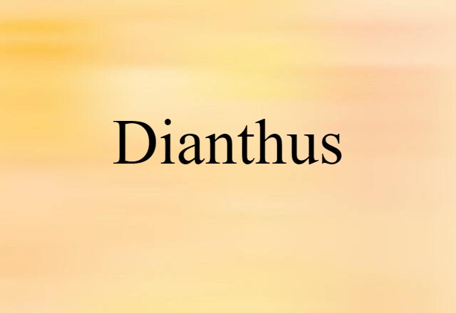 Dianthus (noun) Definition, Meaning & Examples