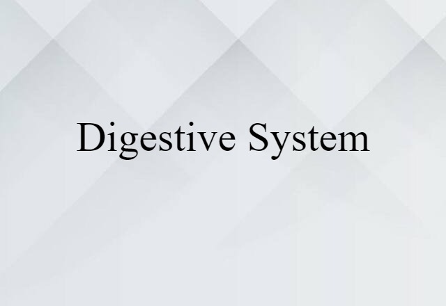 digestive system