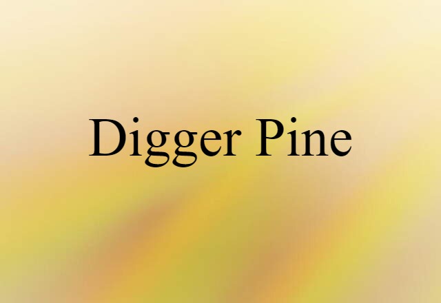 Digger pine