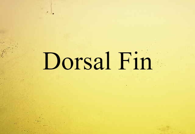 dorsal fin