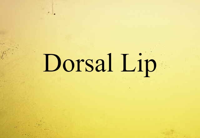 dorsal lip