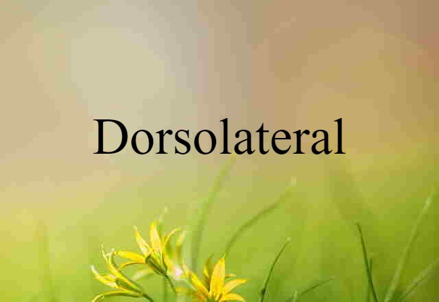 dorsolateral