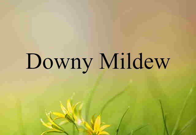 downy mildew