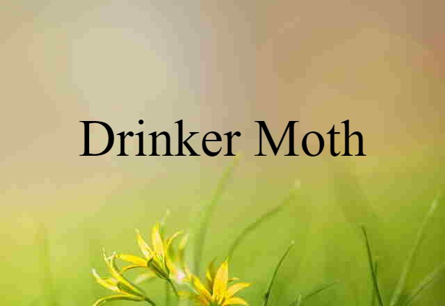 drinker moth