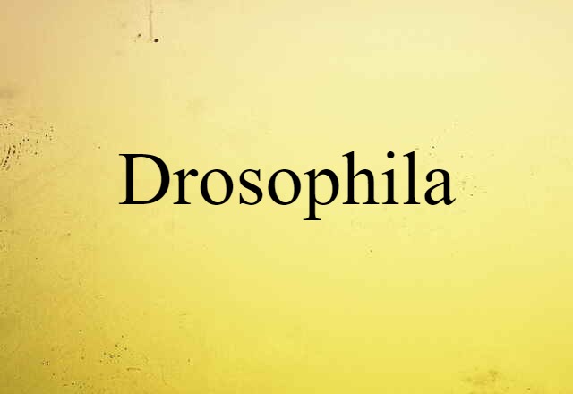 Drosophila (noun) Definition, Meaning & Examples