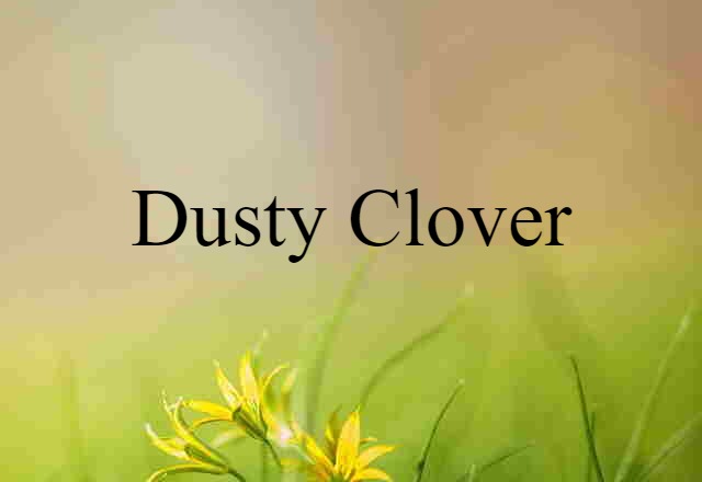 dusty clover