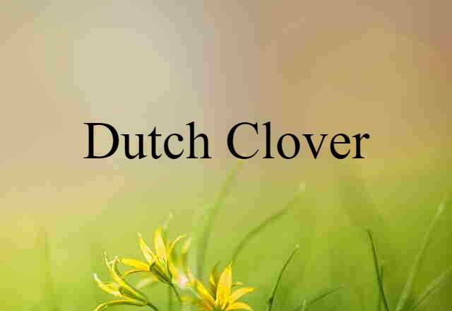 Dutch clover