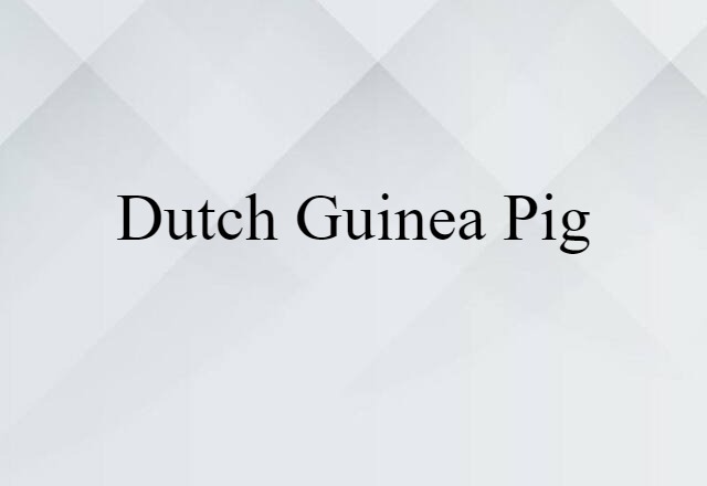 Dutch guinea pig