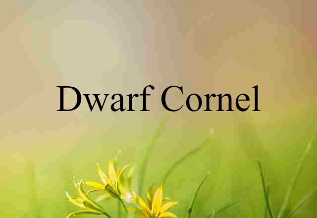 dwarf cornel