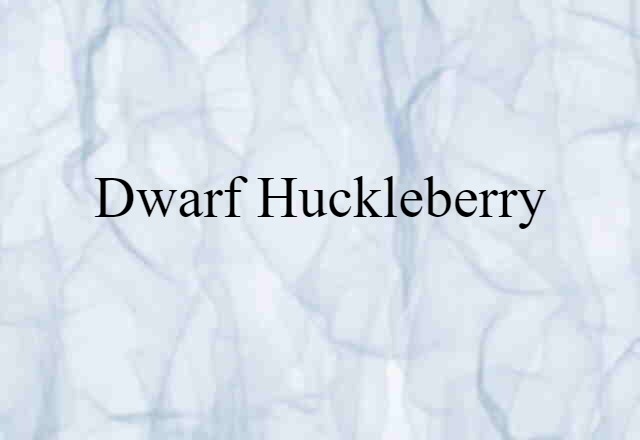 dwarf huckleberry