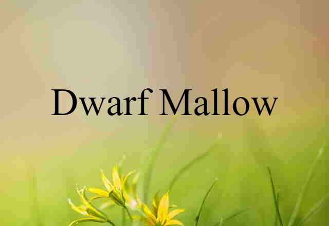 dwarf mallow