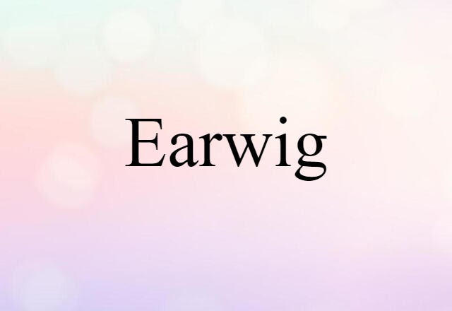 Earwig (noun) Definition, Meaning & Examples