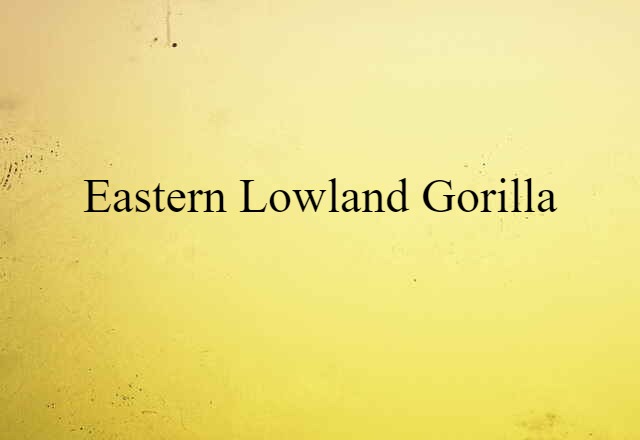 eastern lowland gorilla