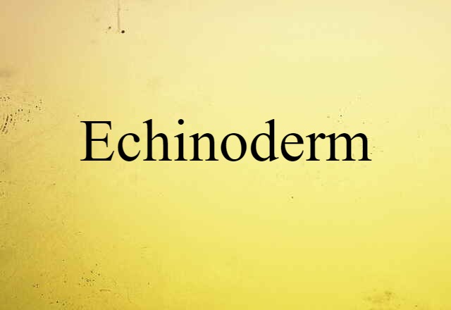 Echinoderm (noun) Definition, Meaning & Examples