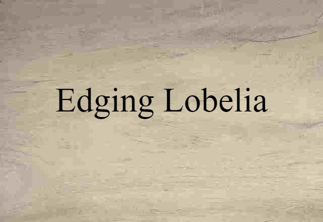 edging lobelia