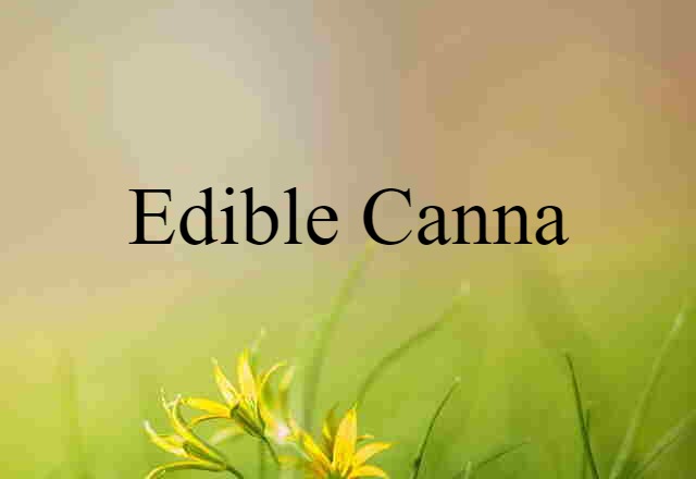 edible canna