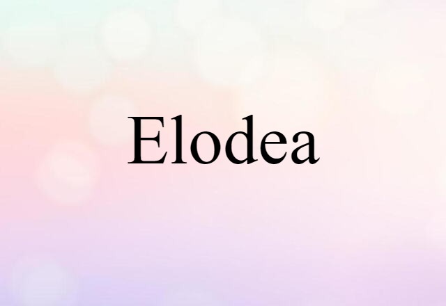 Elodea (noun) Definition, Meaning & Examples