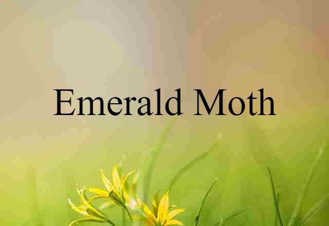 Emerald Moth (noun) Definition, Meaning & Examples