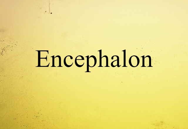 Encephalon (noun) Definition, Meaning & Examples