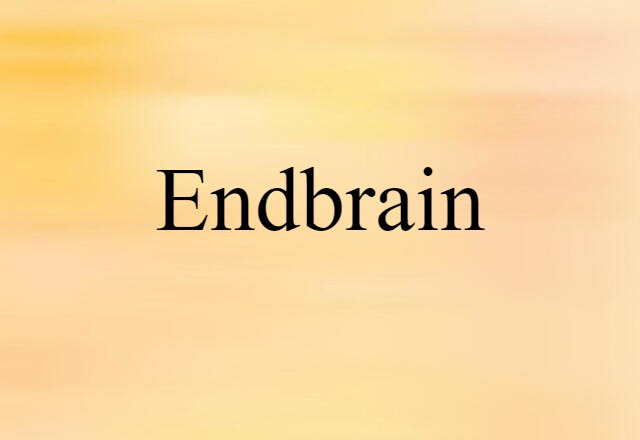 Endbrain (noun) Definition, Meaning & Examples