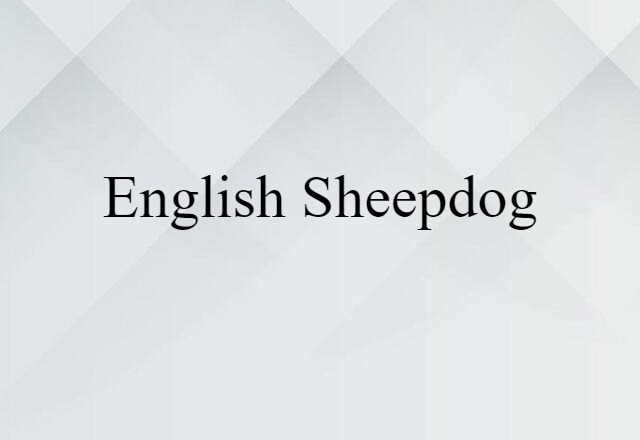 English Sheepdog (noun) Definition, Meaning & Examples