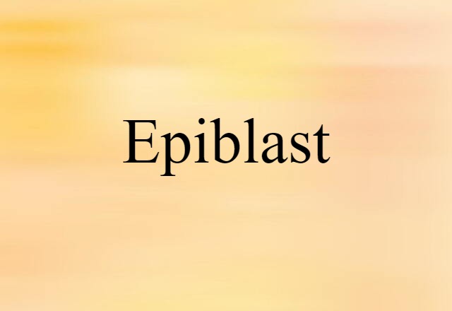 epiblast