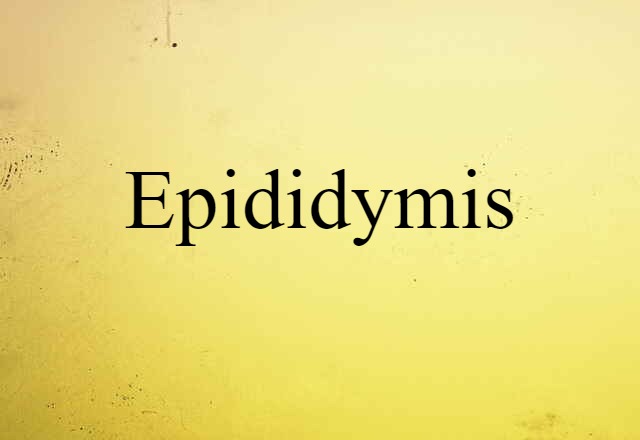 epididymis