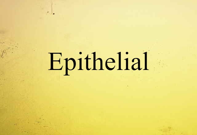 Epithelial (noun) Definition, Meaning & Examples