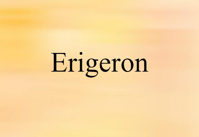 erigeron