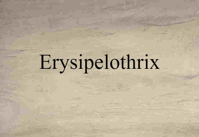 erysipelothrix